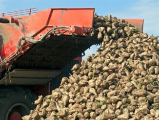 2025 Şeker Pancarı Alım Fiyatı Açıklandı - YelkenHaber
