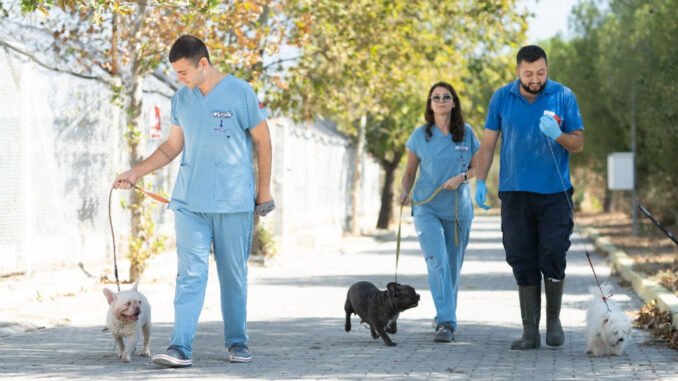 Bayraklı’da El Konulan 20 Köpeğe Büyükşehir Sahip Çıktı - YelkenHaber