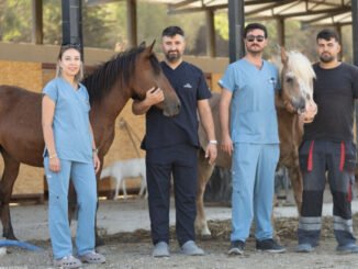 İzmir’de Sahipsiz At ve Eşeklere Yeni Yuva - YelkenHaber