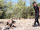 Jandarma Köpeği 'Hane' Orman Yangınlarının İzinde - YelkenHaber